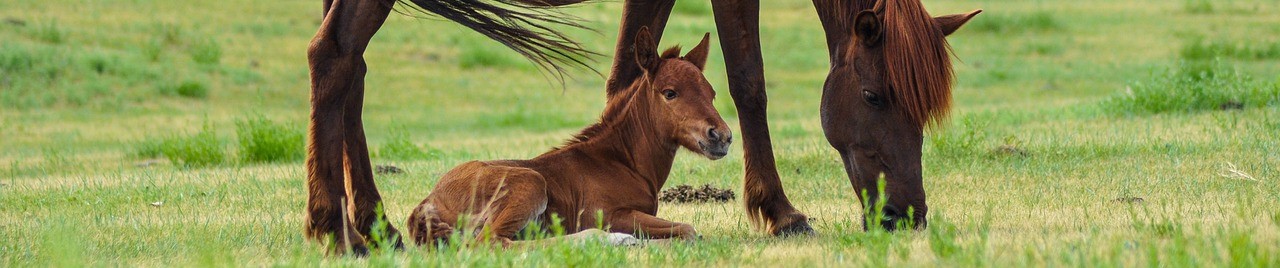 horses-2504677_1280